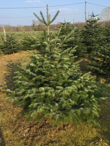 Sapin Naturel Nordmann