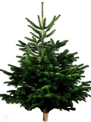 Sapin Naturel Nordmann