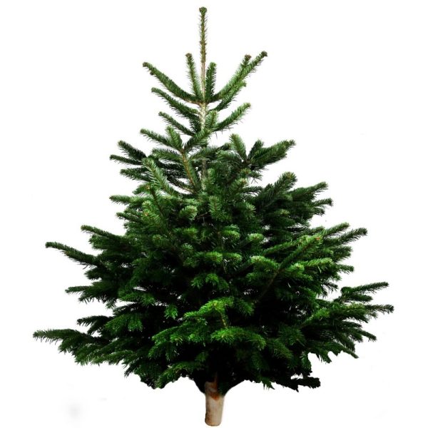 Sapin Naturel Nordmann